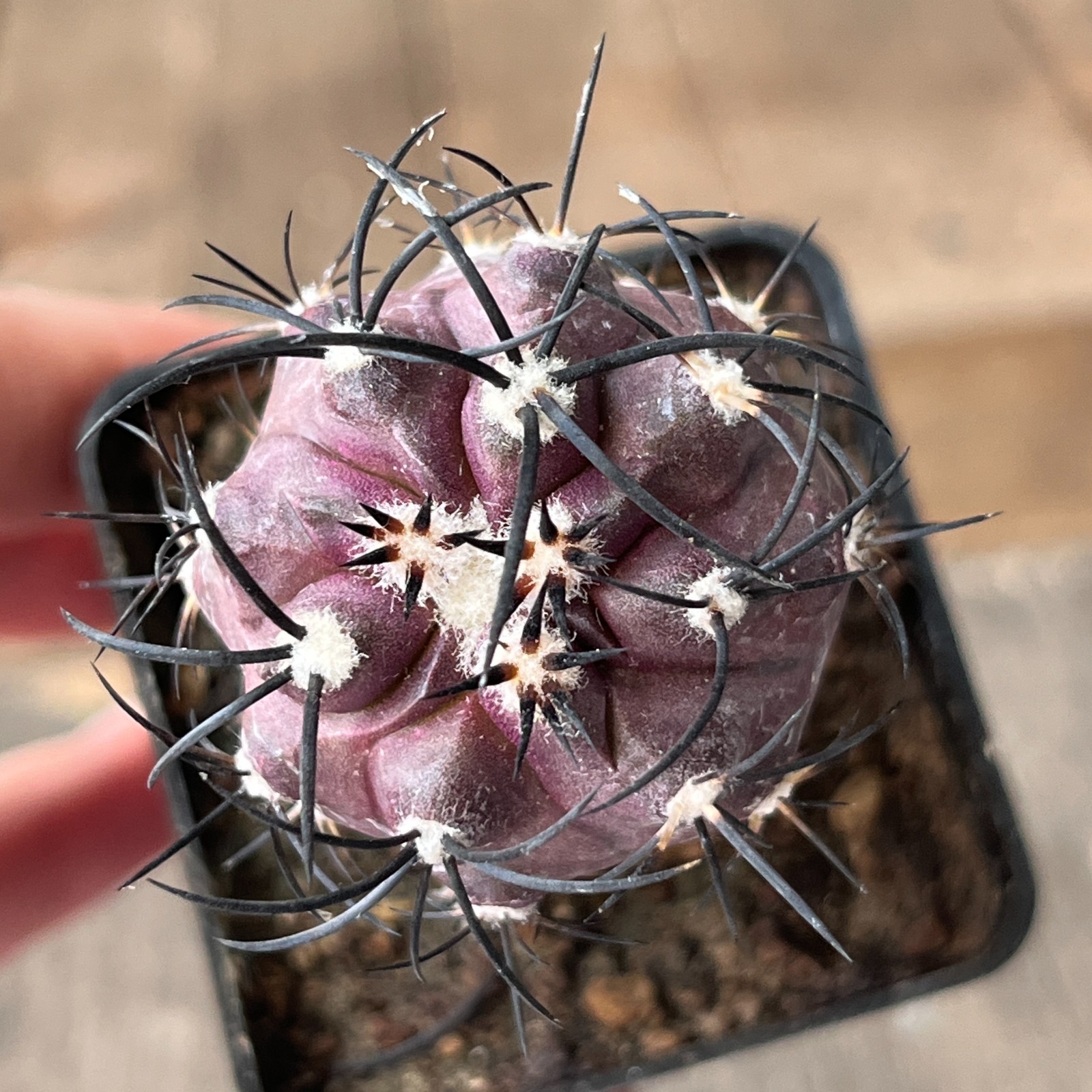 A31-216 Copiapoa griseoviolacea, JN1651, Hacienda Nicolasa, grafted