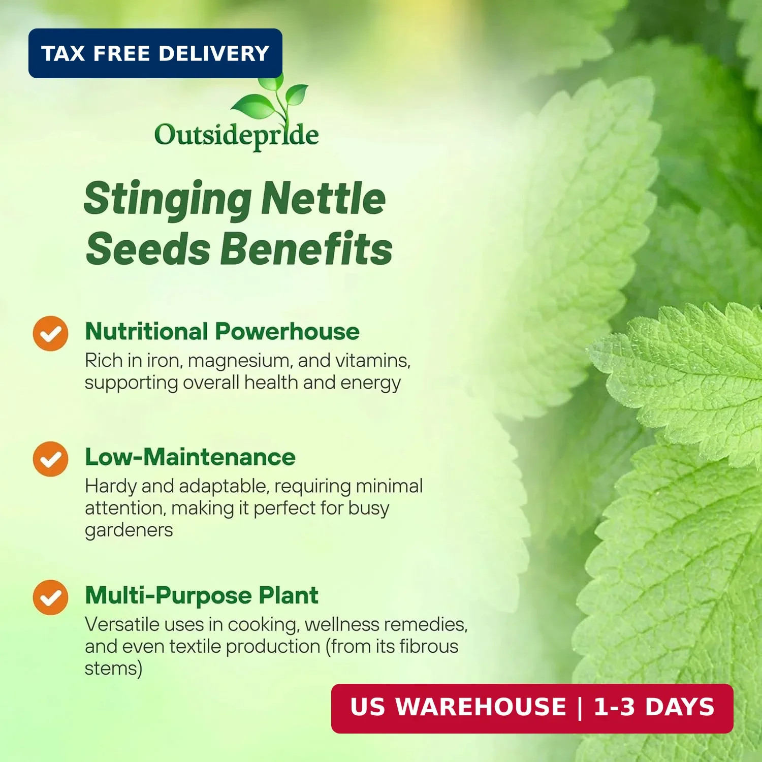 Outsidepride Stinging Nettle Seeds – 10000 Pcs Perennial and Low Maintenance Her