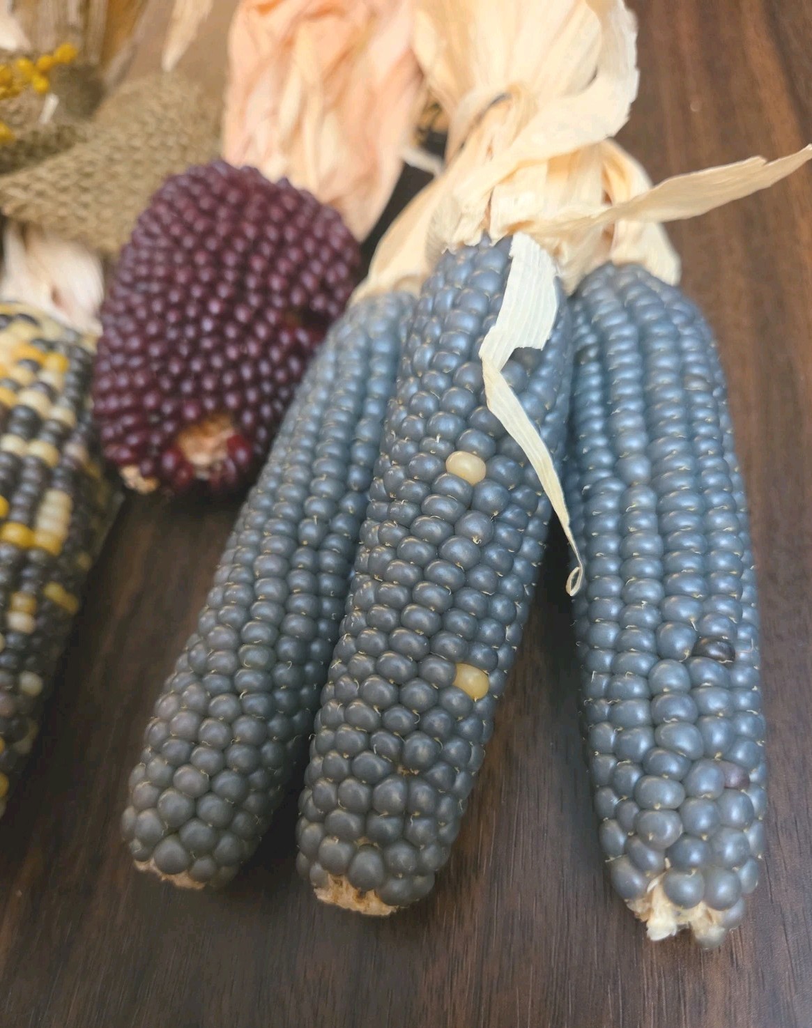 Mini Indian Corn, Approx 7-10″ Long, Thanksgiving Fall Decor