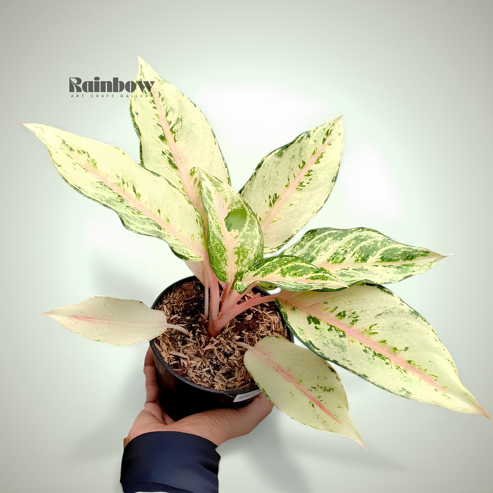 Aglaonema Cinderella Beatiful Ornamental Plant