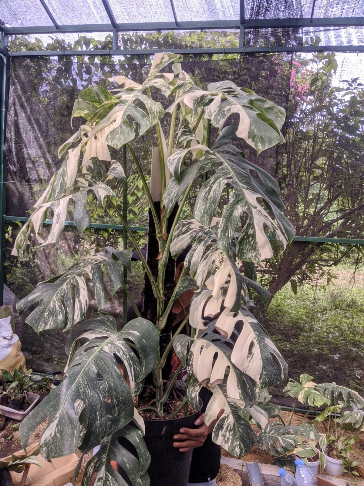 Monstera Albo White Tiger Variegated Lush Leaf Real Picture Very Big Size