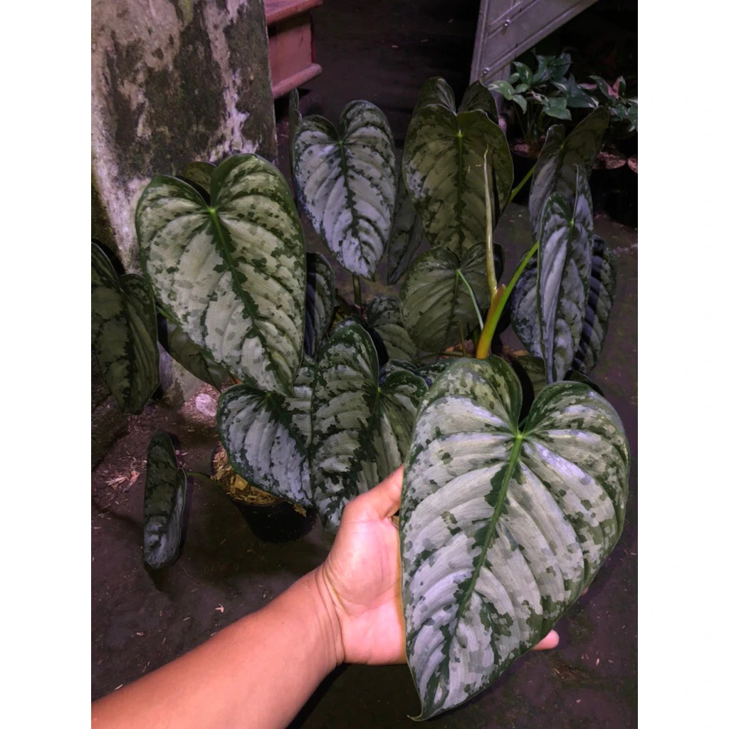 Philodendron Brandtianum Mature Size Live Tropical Plant PL118