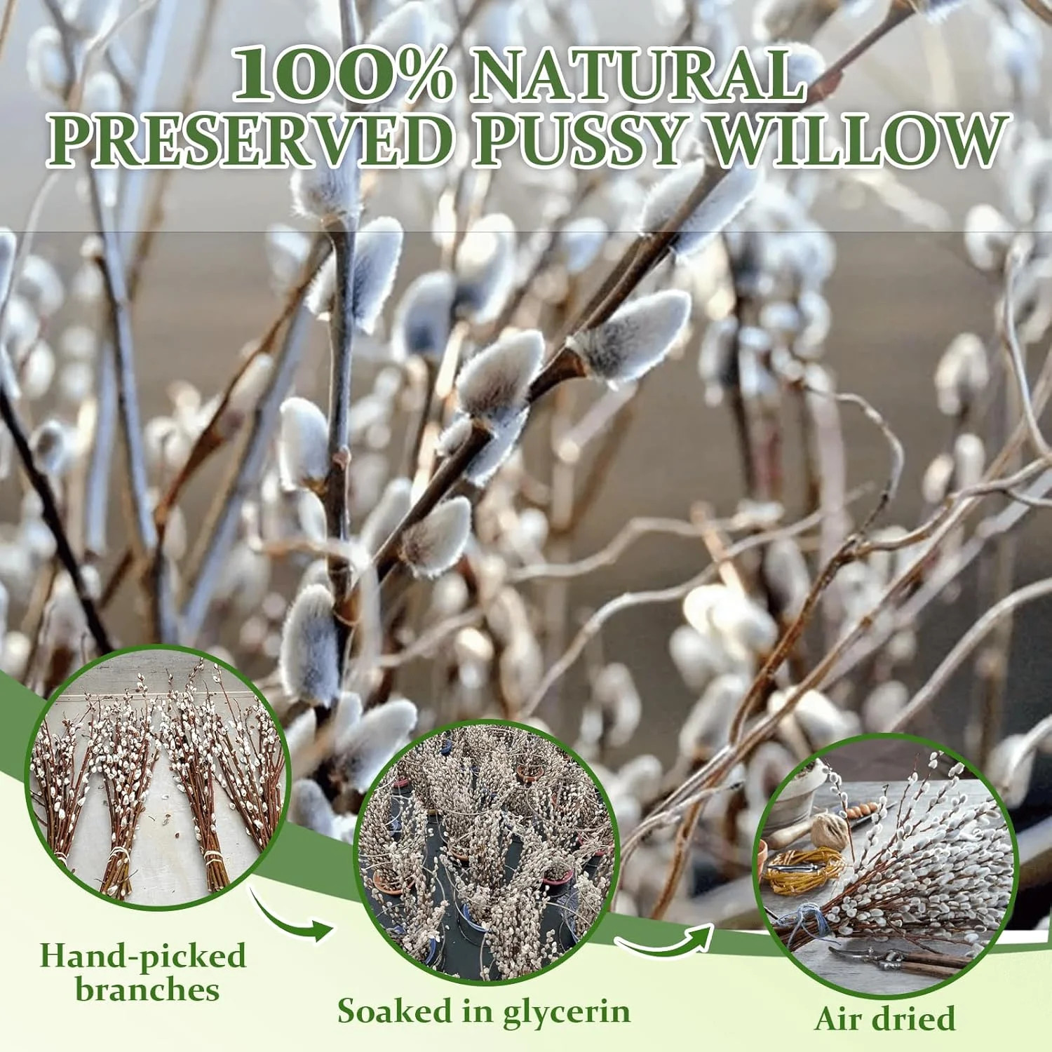 30 Stems Real Dried Pussywillow Preserved Greenery Branches for Vase- Natural Pu