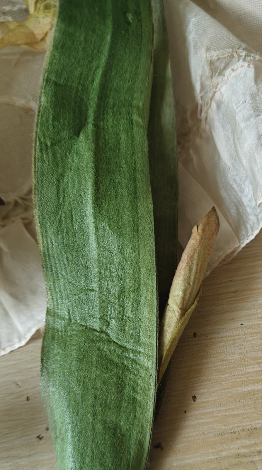 2 Large Stemmed Stems Iris And Magnolia Realistic