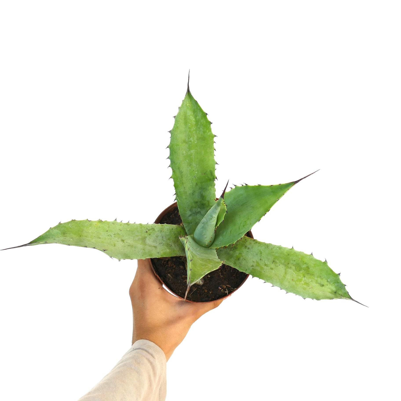 Agave americana X applanata – Century plant hybrid | American agave hybrid