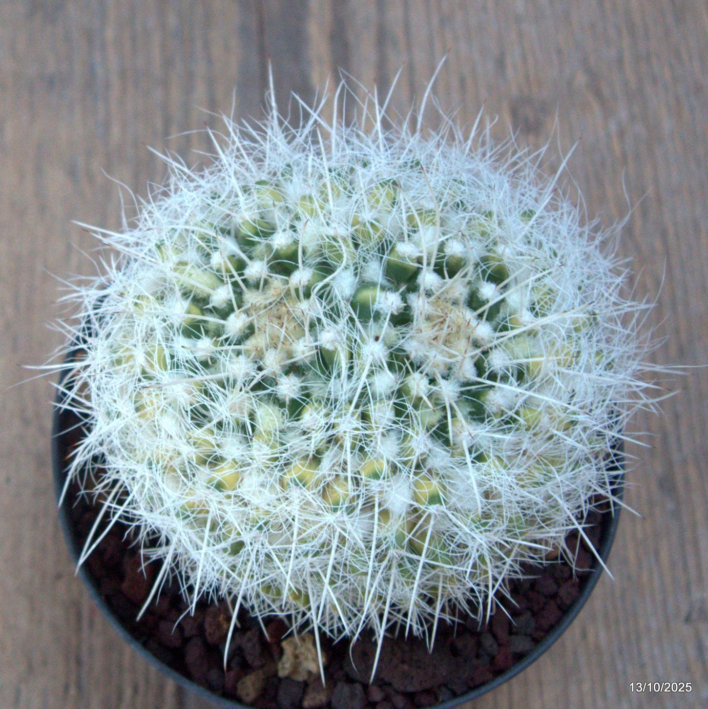D6955 MAMMILLARIA NEJAPENSIS VARIEGATED pot10-H8-W9 cm MaMa Cactus