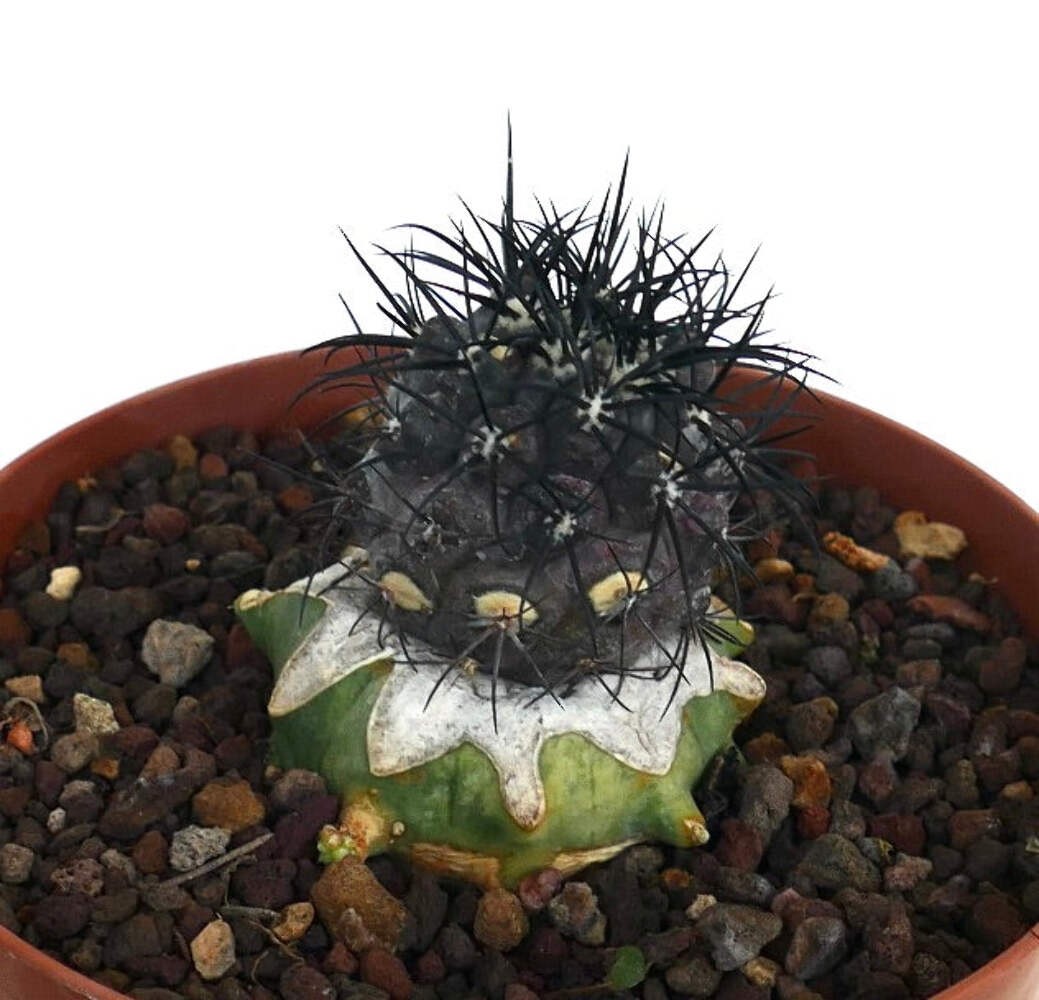 Copiapoa griseoviolacea GRAFTED – Grey Copiapoa | Purple Copiapoa