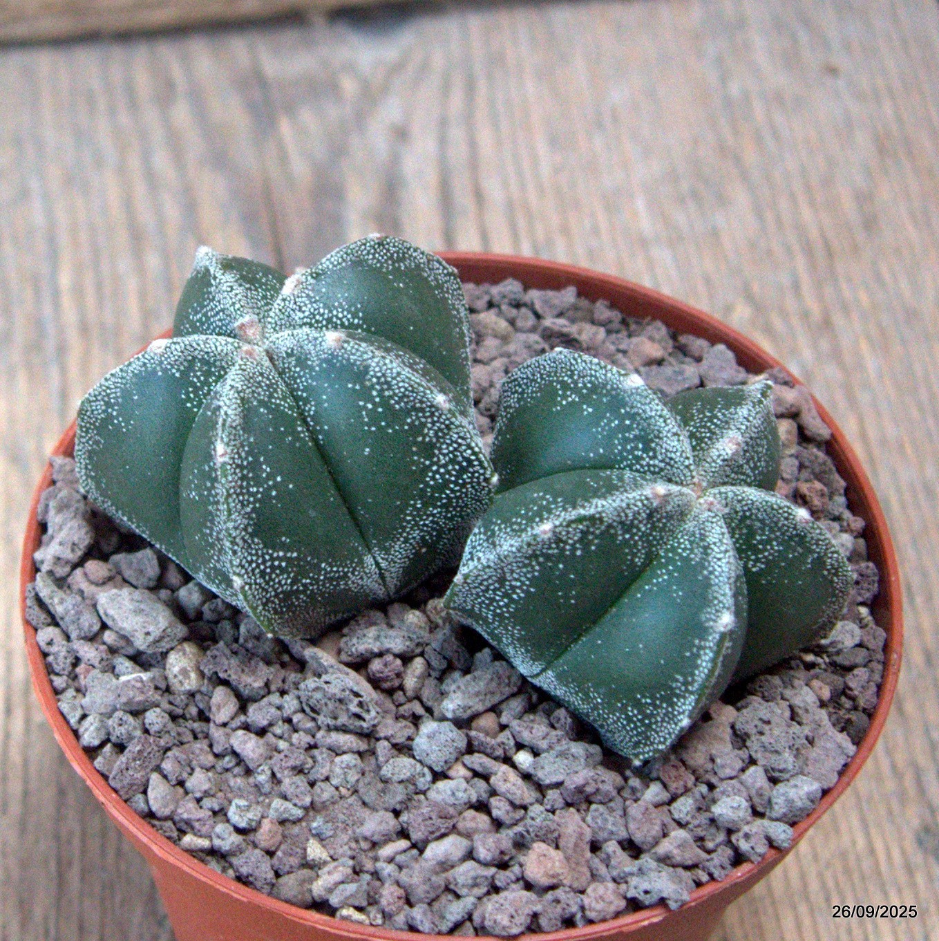 D6695 ASTROPHYTUM MYRIOSTIGMA DICHOTOMIC pot10-H5-W9 cm MaMa Cactus