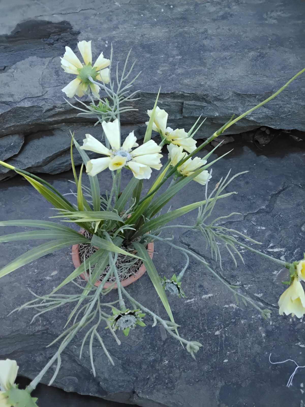Faux Yellow Spring Flower Plant in Terra Cotta Pot, Daisy, Toplis