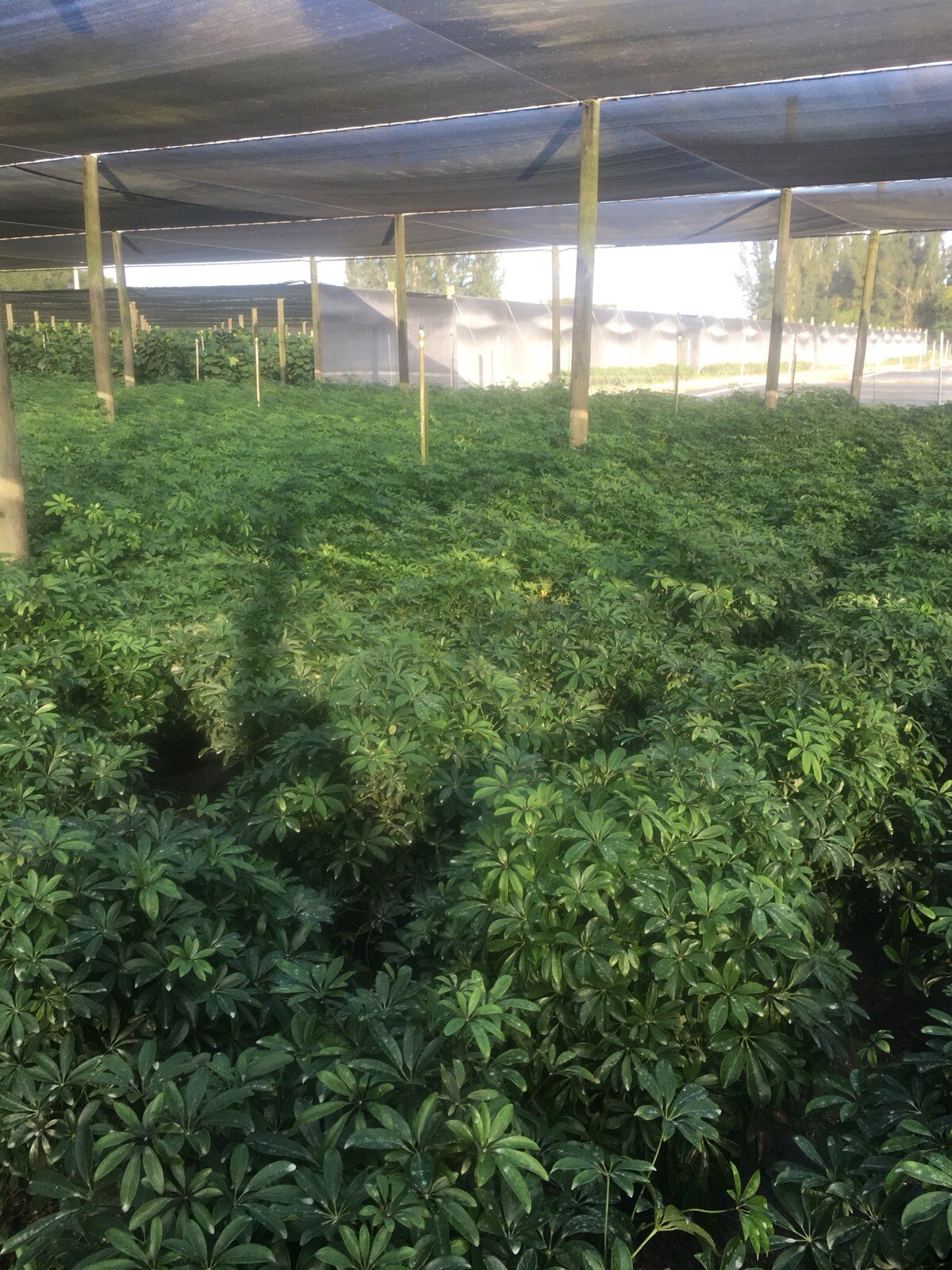 Live Hawaiian 10″Schefflera/Arboricola Bush In An 10” Growers Pot @ 28/30” Tall.