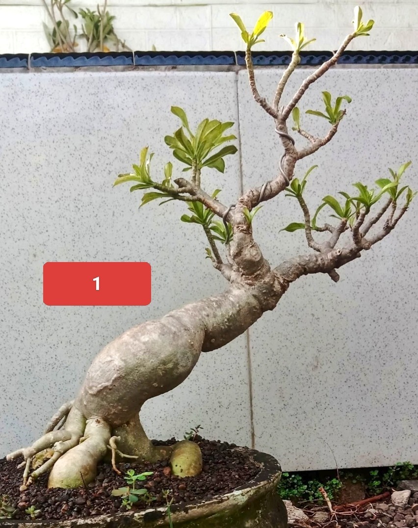 Wholesale 3 Adenium Cutting, RCN, Character, tropical plant,
