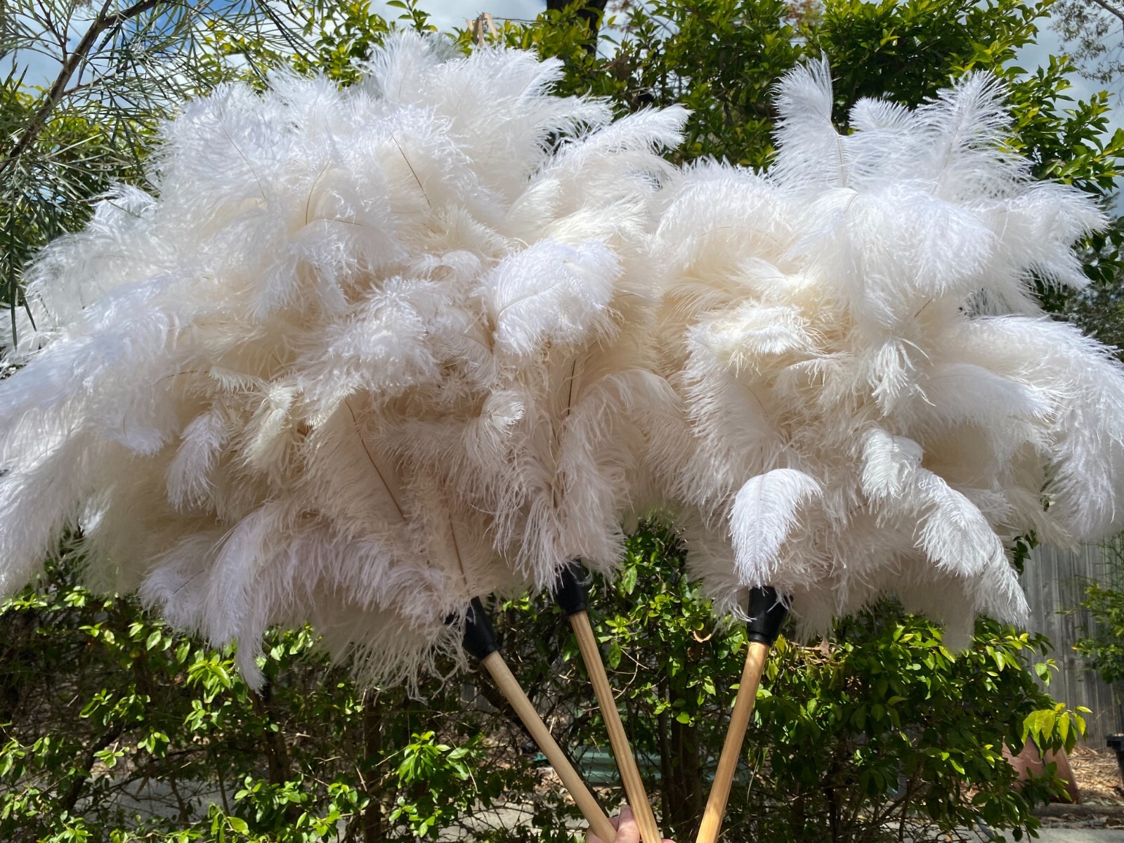 First grade ostrich feather display 180grm white ostrich feathe