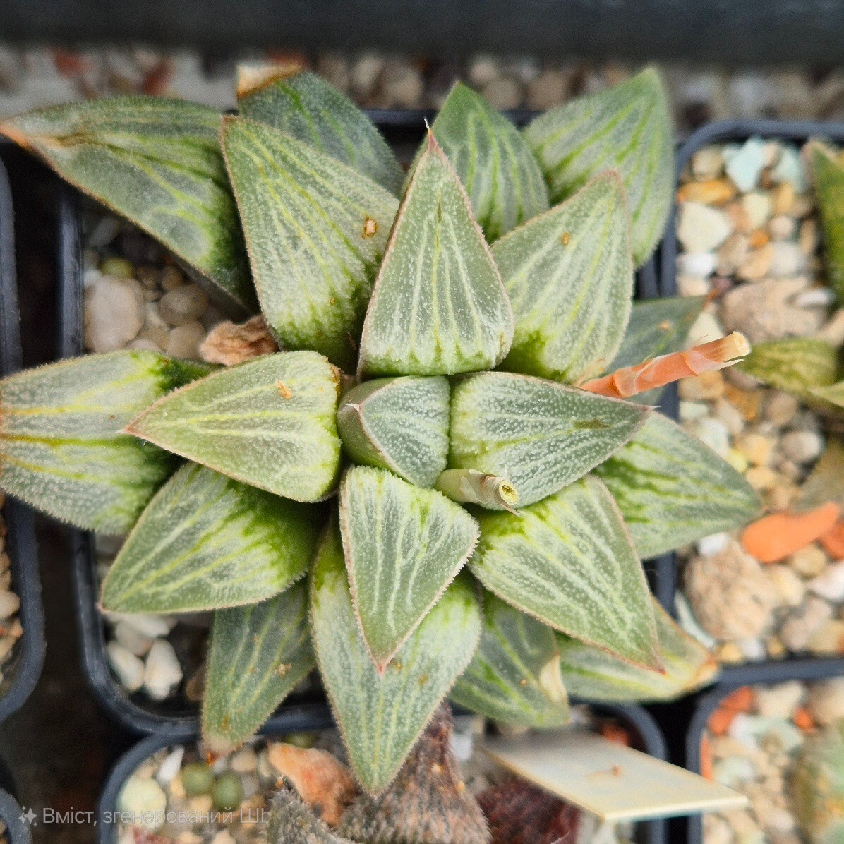 Haworthia comptoniana x pygmaea f. crystallina F2 mix 10seeds 2025 year