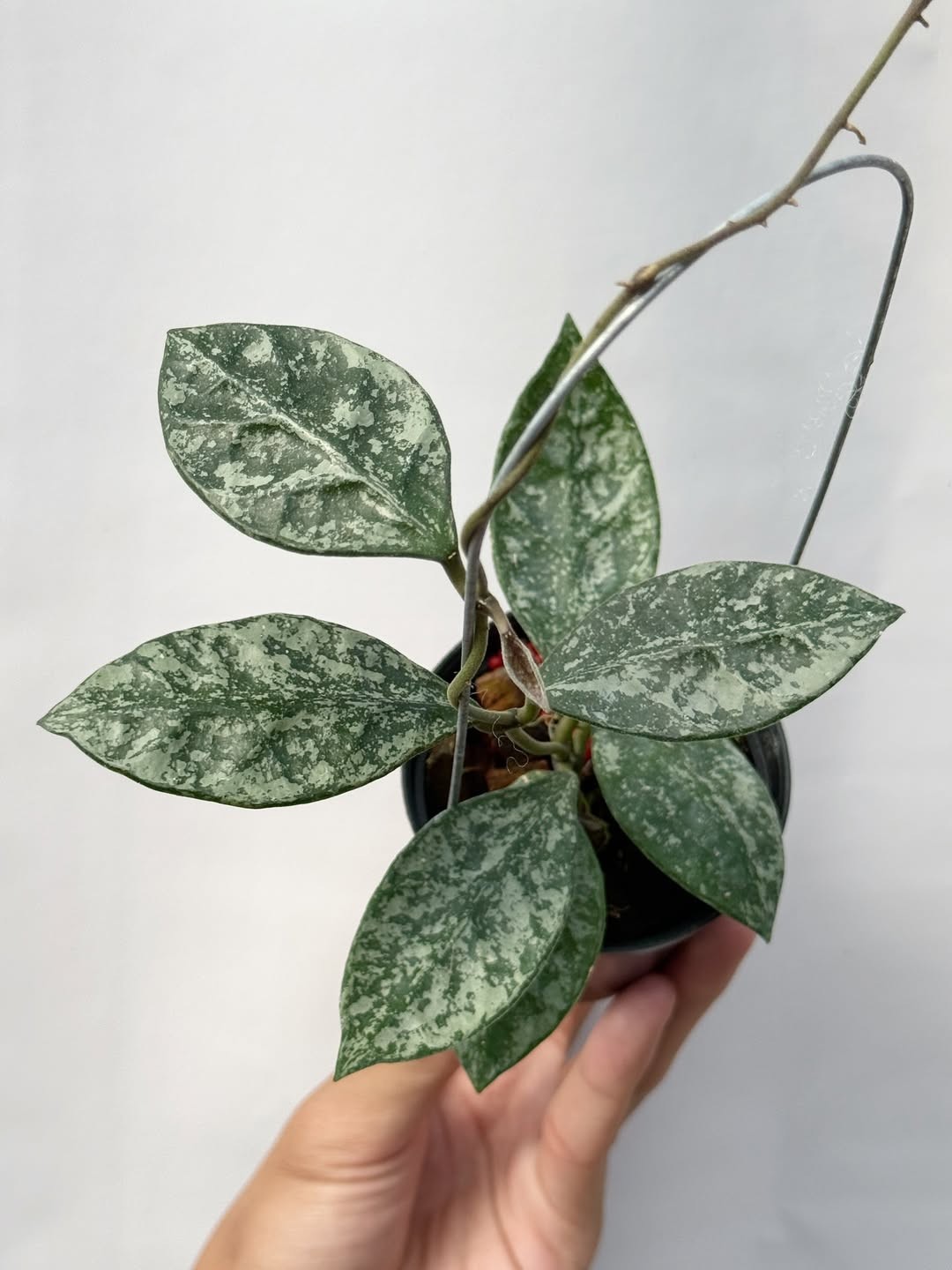 Real Pict Hoya Rundumensis Splash Rare Plant