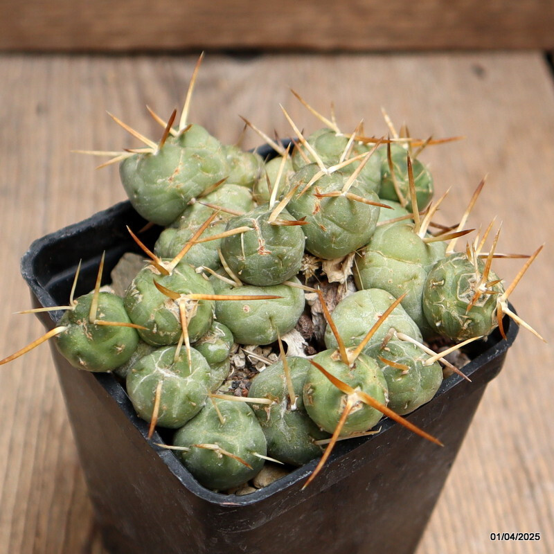 D910 PUNA INCAHUASII pot7-H5-W9 cm MaMa Cactus