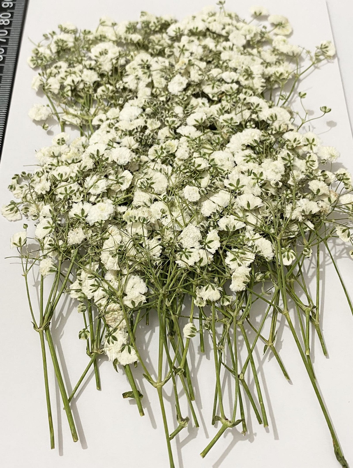 Pressed White Flowers, 50PCS Natural Dried, DIY Christmas Ornaments