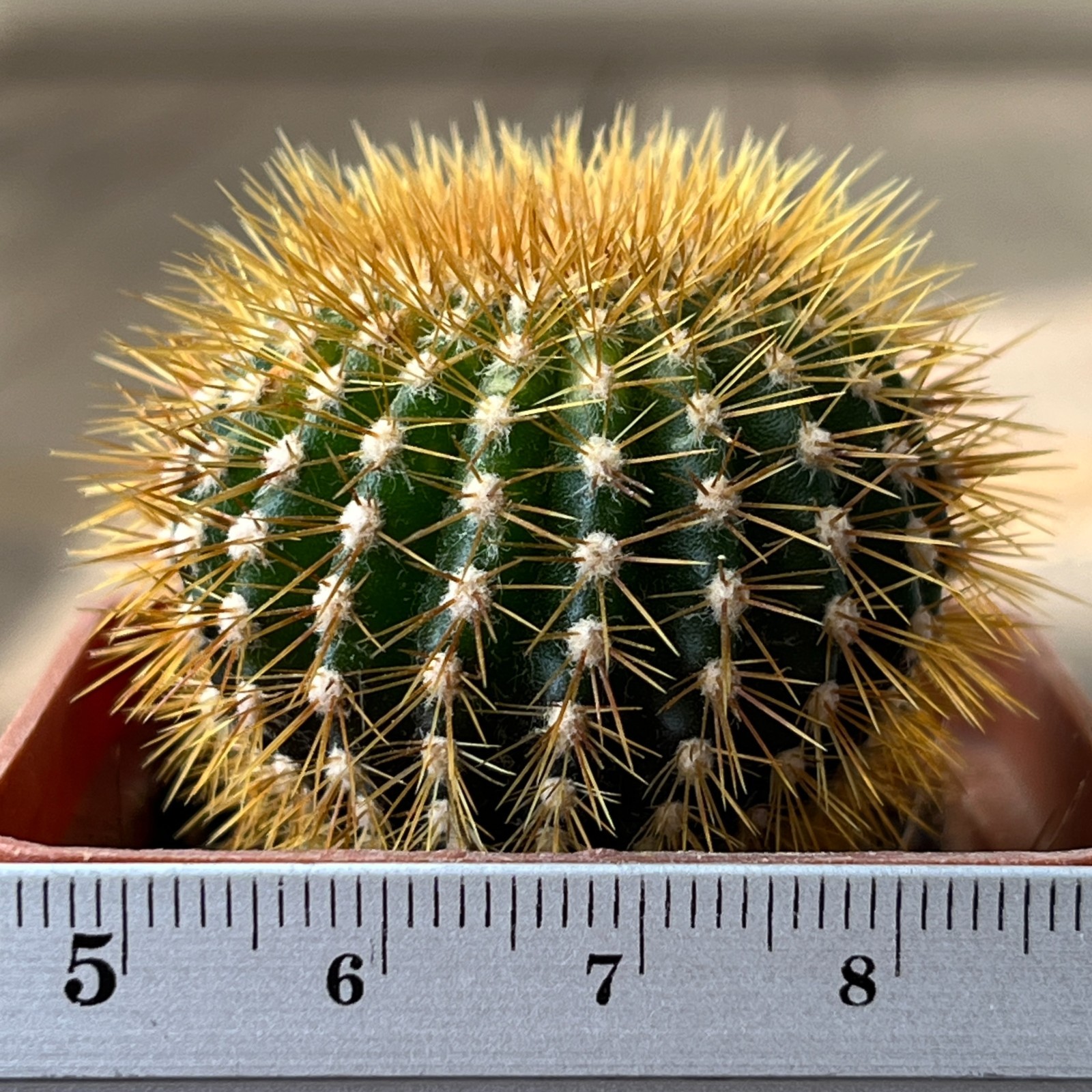 A17-444 Uebelmannia pectinifera f. flavispina, grafted