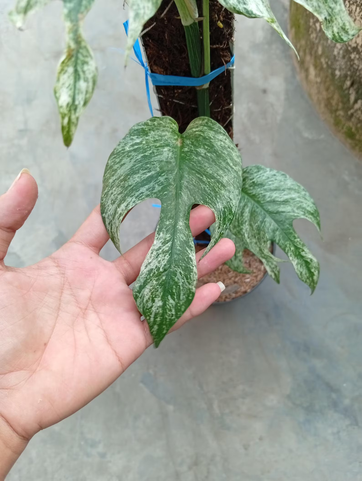 Real Picture Epipremnum Devil Monster Variegated