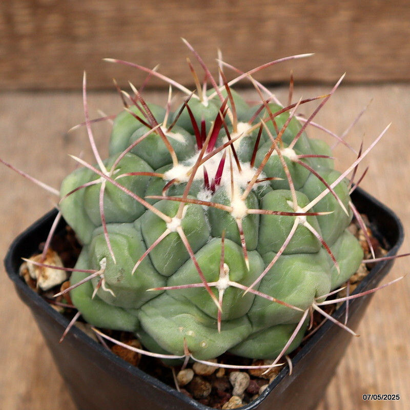 D3918 THELOCACTUS HEXAEDROPHORUS pot8-H6-W9 cm MaMa Cactus