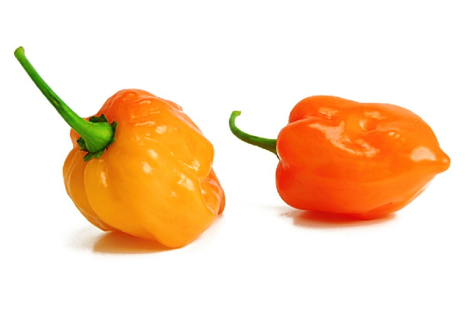 30 Habanero Orange Devil Seed Chili 100% Guaranteed