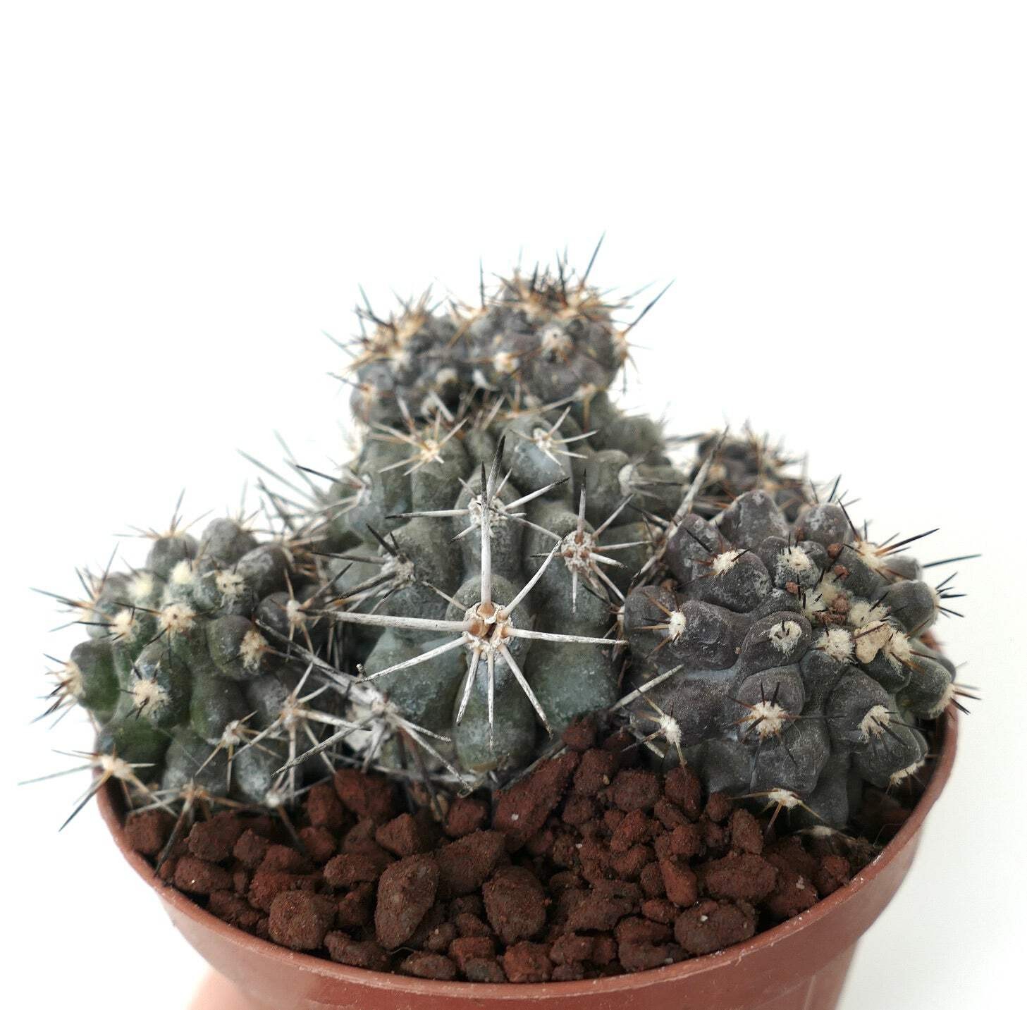 Copiapoa cinerea X atacamensis GREY CLUSTER – Copiapoa | Atacama cactus