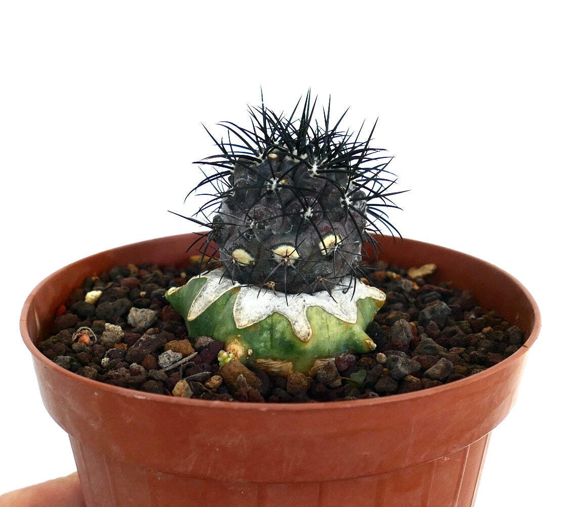 Copiapoa griseoviolacea GRAFTED – Grey Copiapoa | Purple Copiapoa