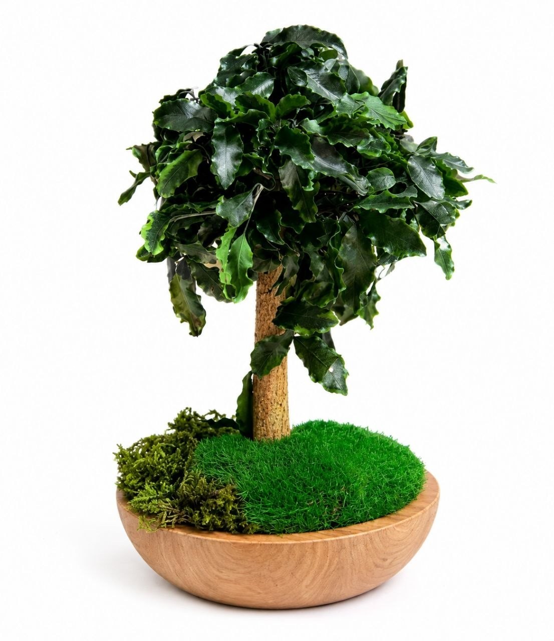 Handmade Preserved Bonsai Tree Pittosporum Stabilized Natural Indoor Home Decor