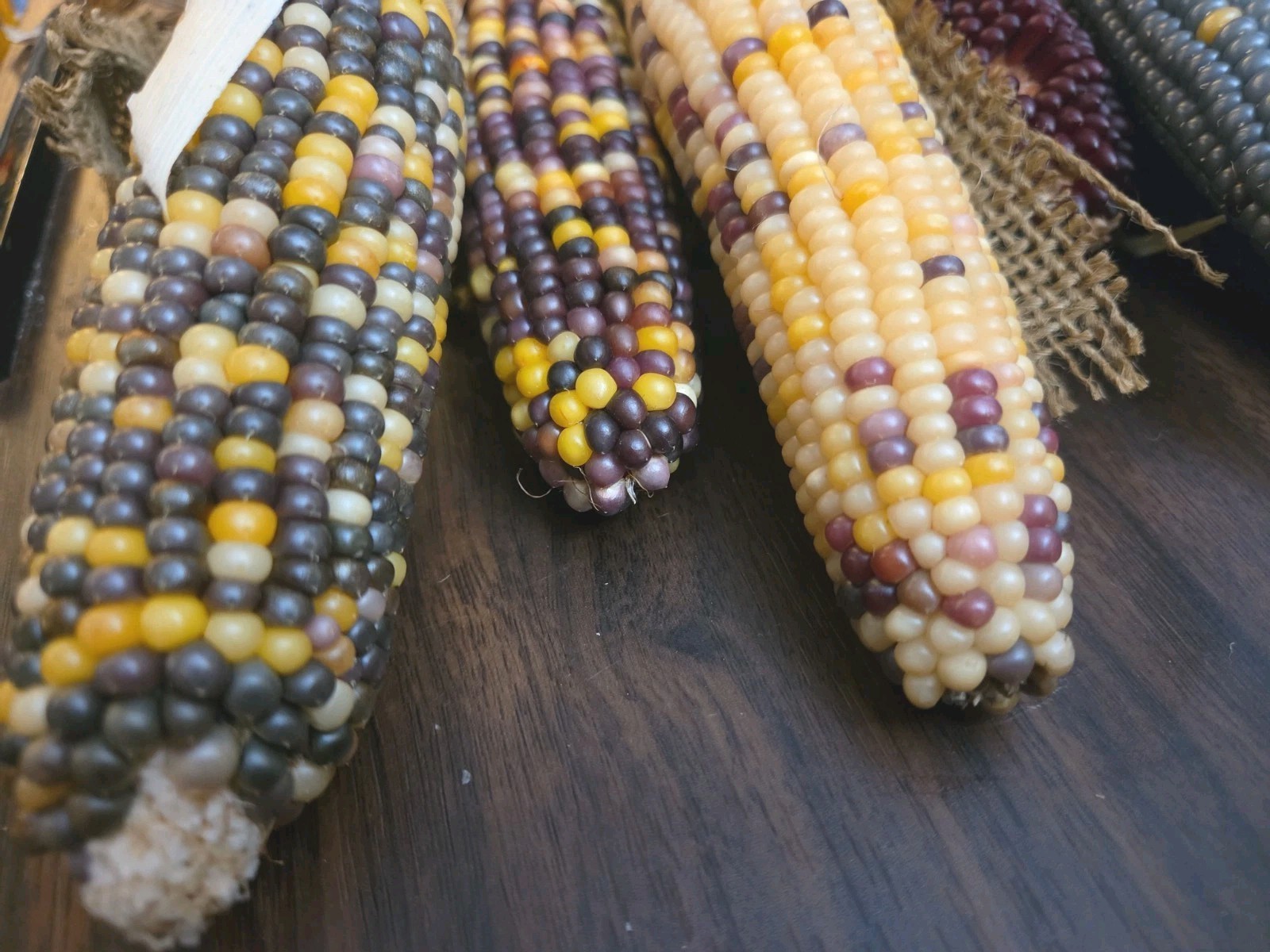 Mini Indian Corn, Approx 7-10″ Long, Thanksgiving Fall Decor
