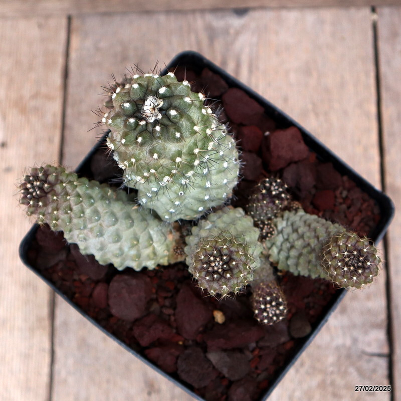 D3596 COPIAPOA TENUISSIMA pot14-H13-W16 cm MaMa Cactus