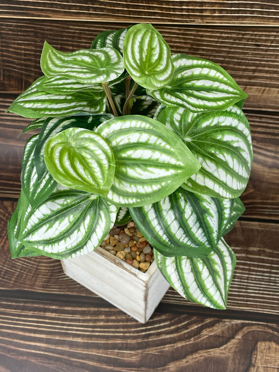 11″ Potted faux Watermelon Peperomia silk plant in White wood box, handmade