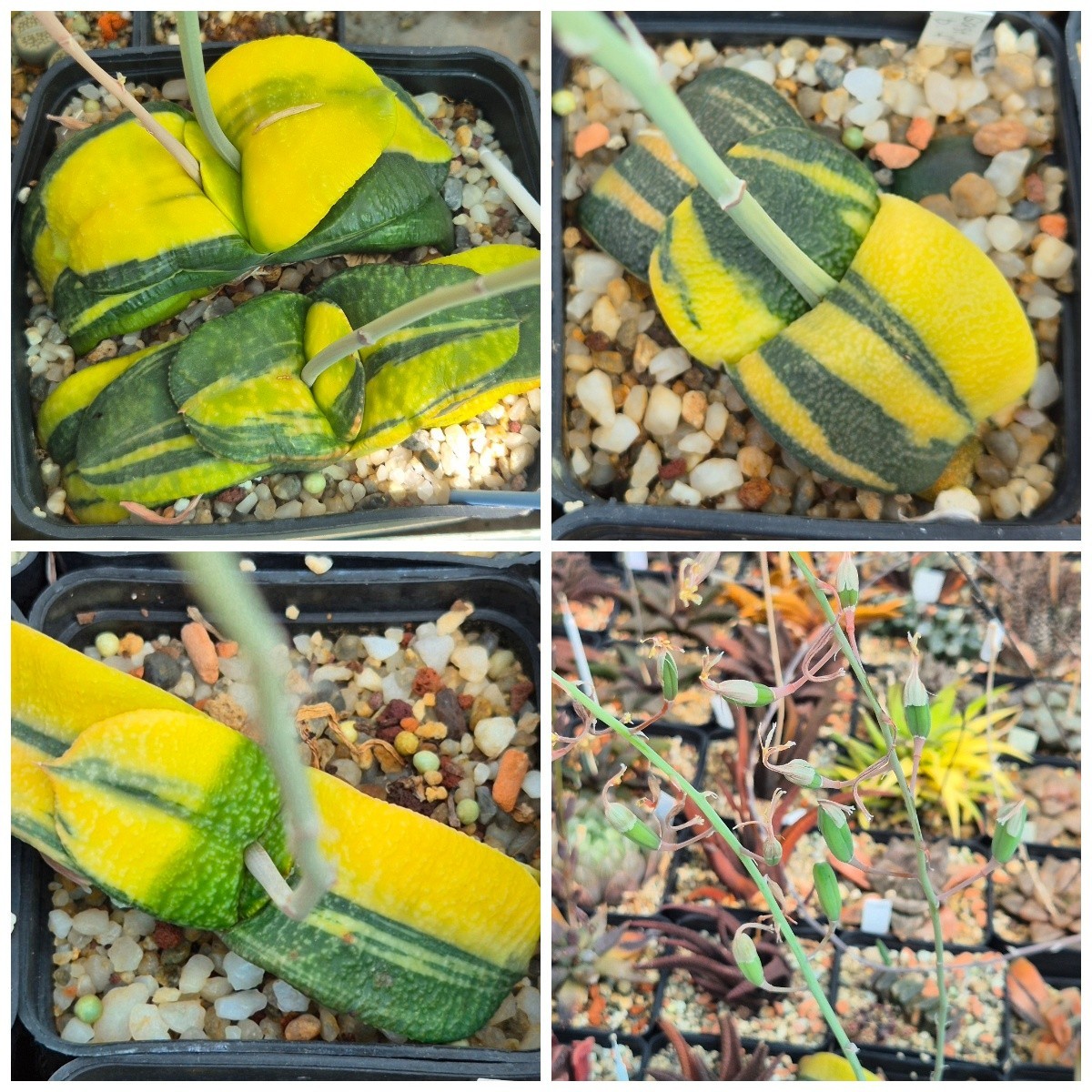 Gasteria armstrongii f.variegata 10seeds harvest 2025