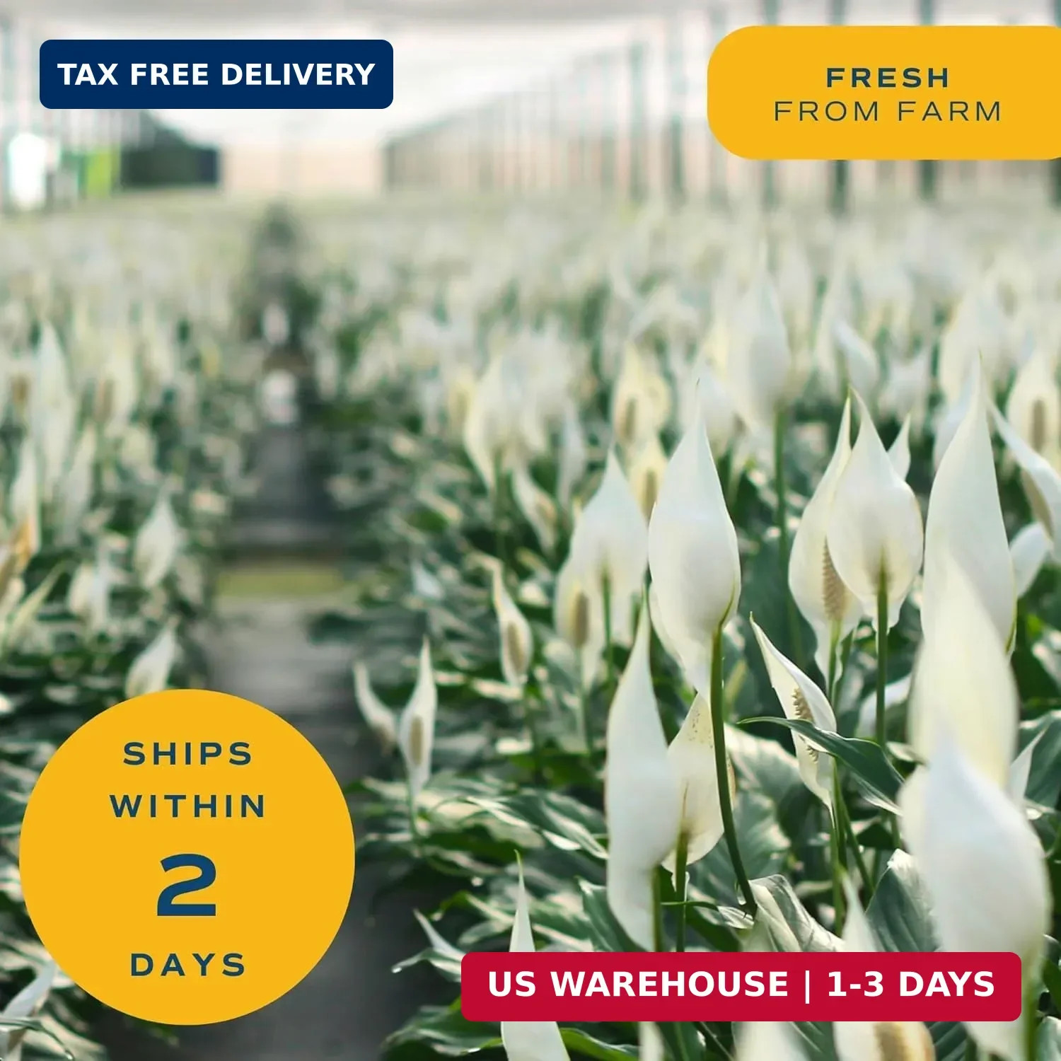 Costa Farms Peace Lily Live Plant in Decorative Pot, Air Purifying Flowering Ind