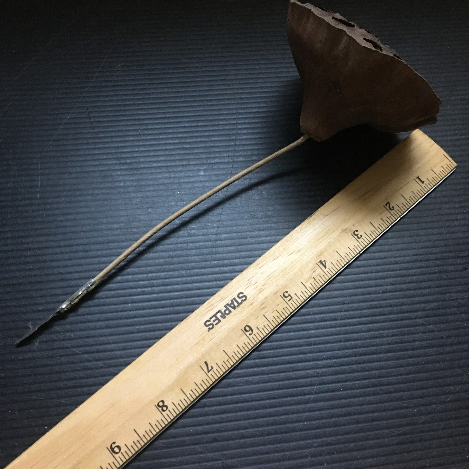 Vintage Natural Dried Lotus Pod with Long Stem for Floral Arrangements 8.5″L