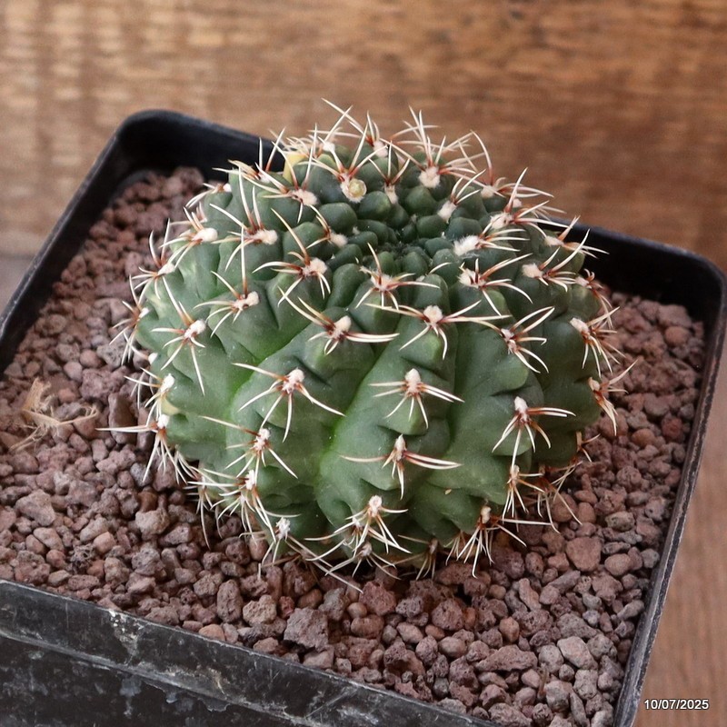 D5233 GYMNOCALYCIUM BALDIANUM VARIEGATED pot12-H6-W8 cm MaMa Cactus
