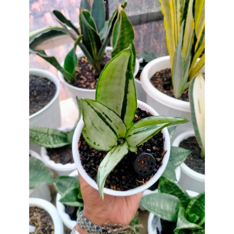 Sansvieria Moonshine Brazillian Rare Unique Snake Exotic Plant PL056