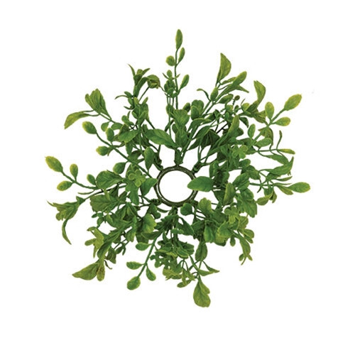 Fresh Sprouted English Boxwood Taper Candle Ring 1″ Inner Dia. Greenery Floral