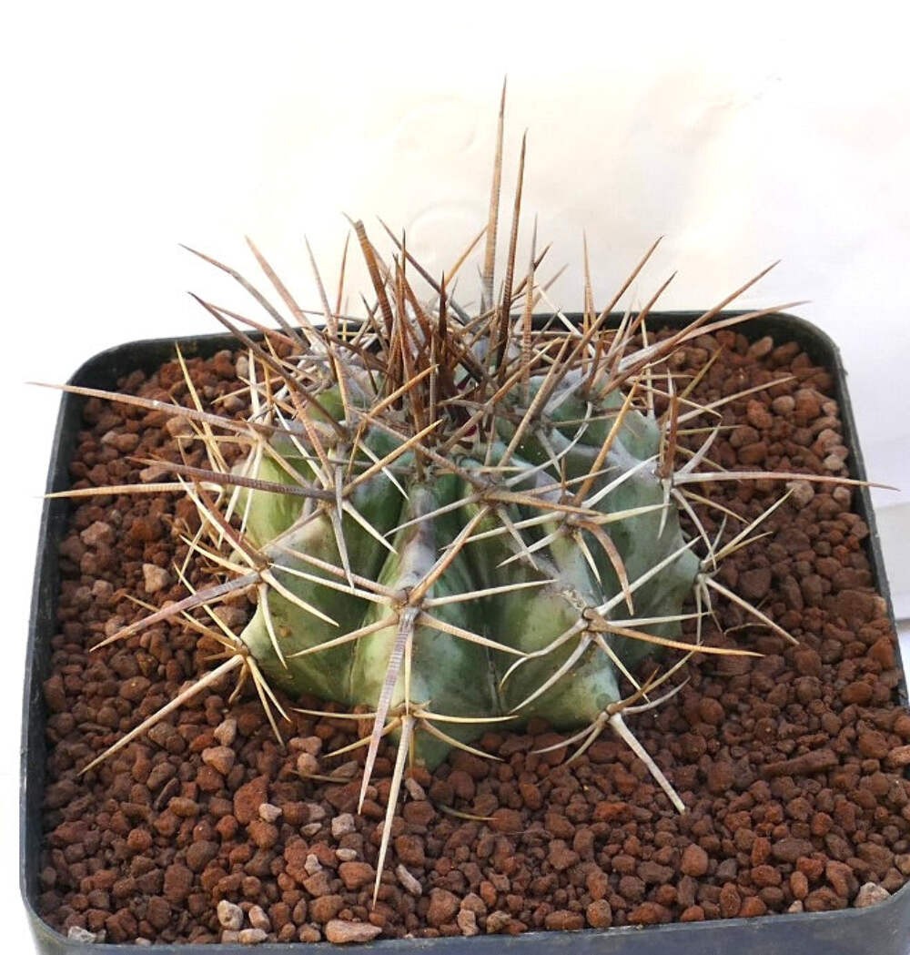 Echinocactus ingens STRONG SPINES 110L – Giant barrel cactus | Giant echinocactu