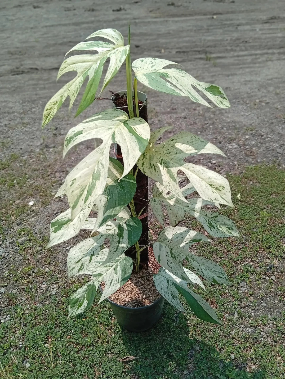 Real Picture Epipremnum Pinnatum Marble Variegated Lush Leaves