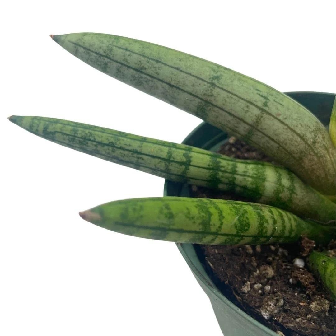Sansevieria Cylindrica Boncel (Starfish Sansevieria) Snake Plant Mini Sta US