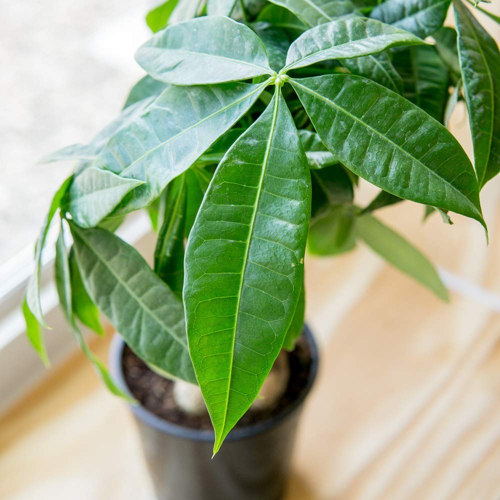 Braided Money Tree 5in. in Grower’s Pot | | Pachira Aquatica | 15in Tall | Ea…