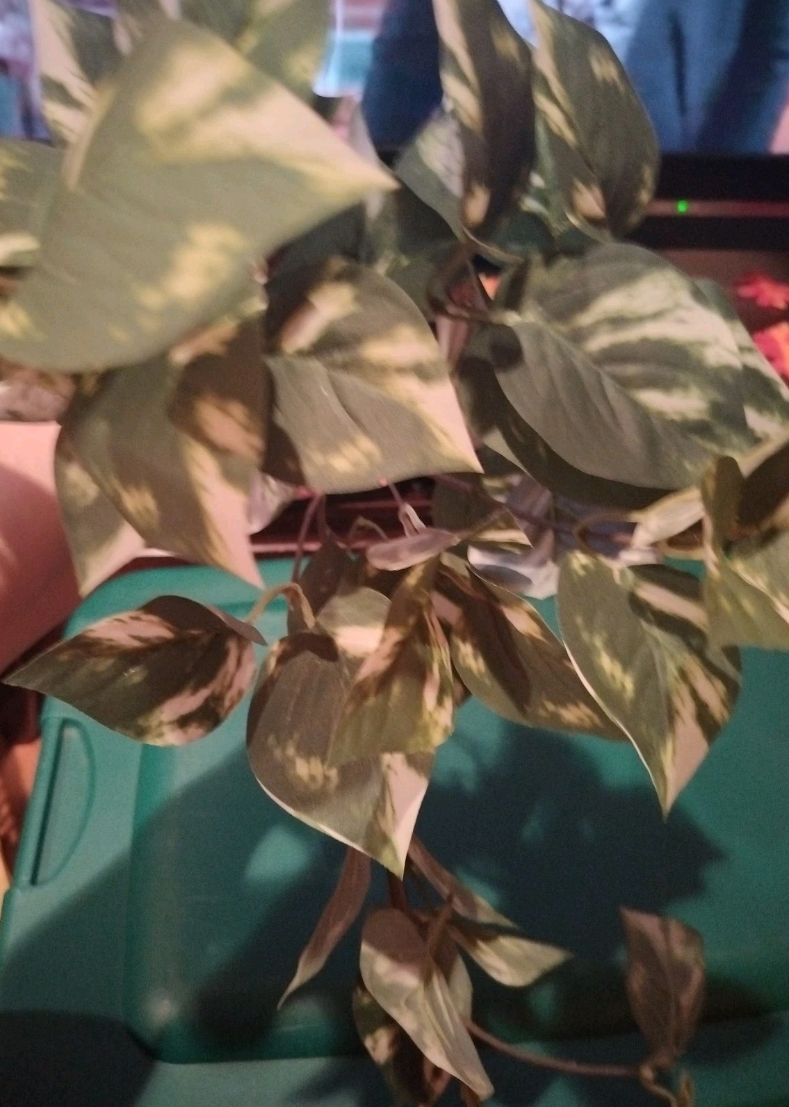 Ashland Artificial Golden Pothos plant green/white marbled leaves hanging stems