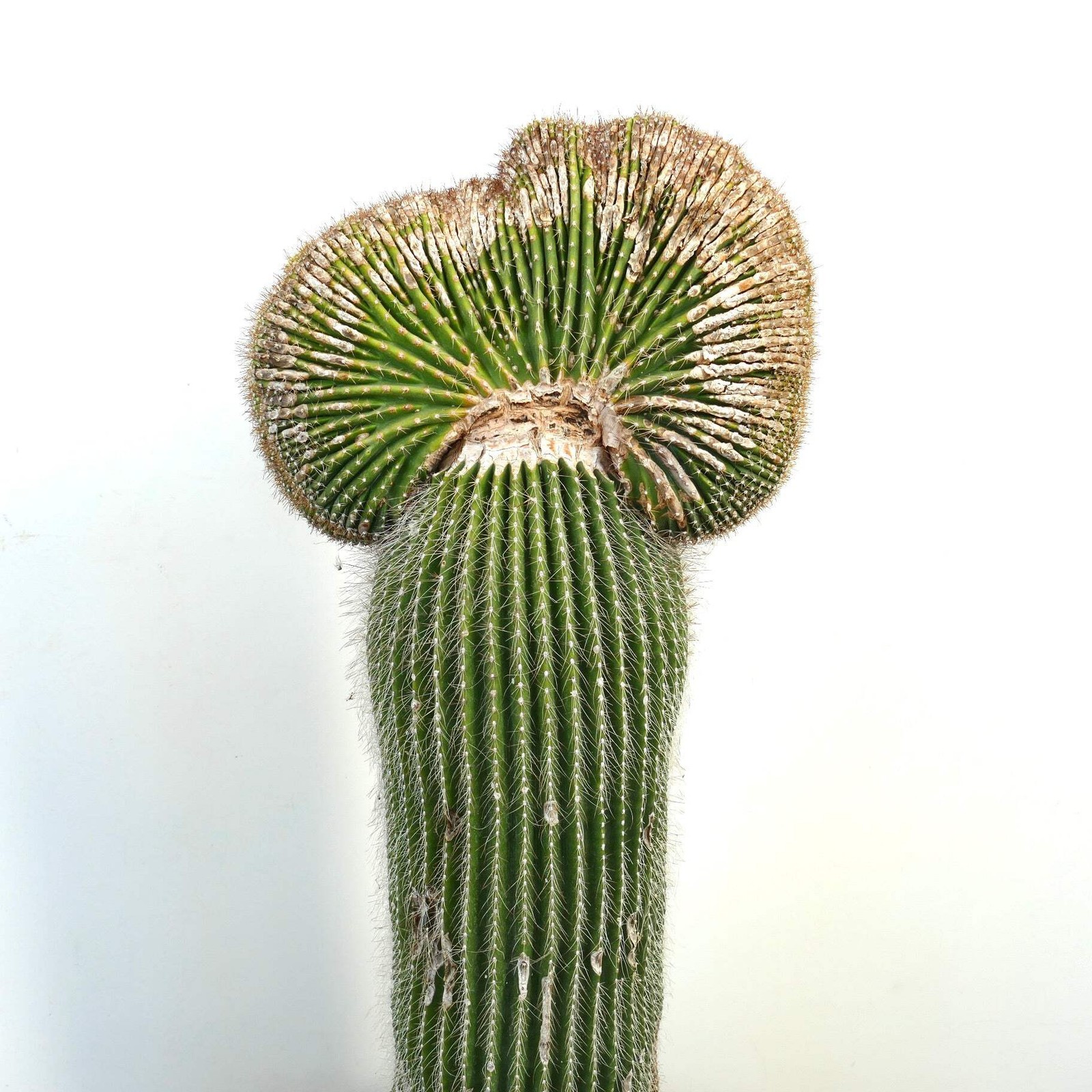 Carnegiea polylopha SAGUARO CRESTED 83x35cm – NO COPIAPOA CINEREA