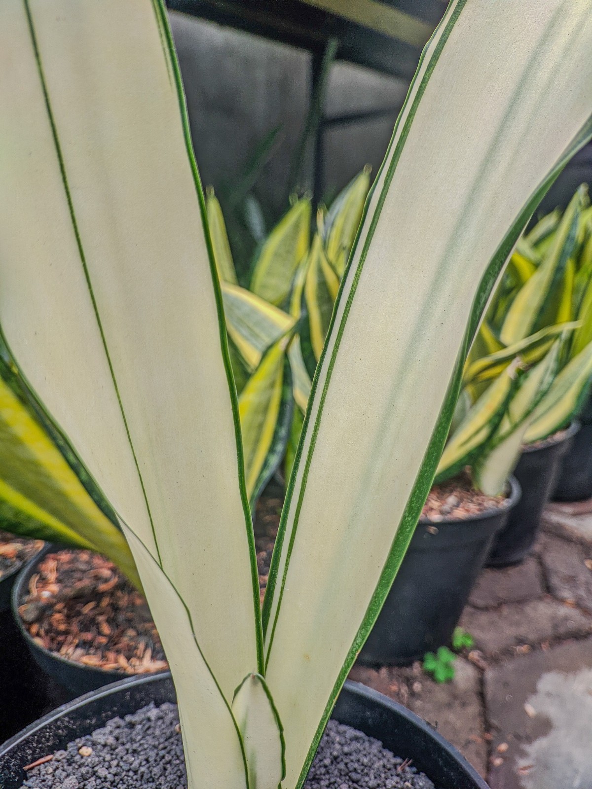 Sansevieria Beauty Queen Rare Tropical Snake Plants