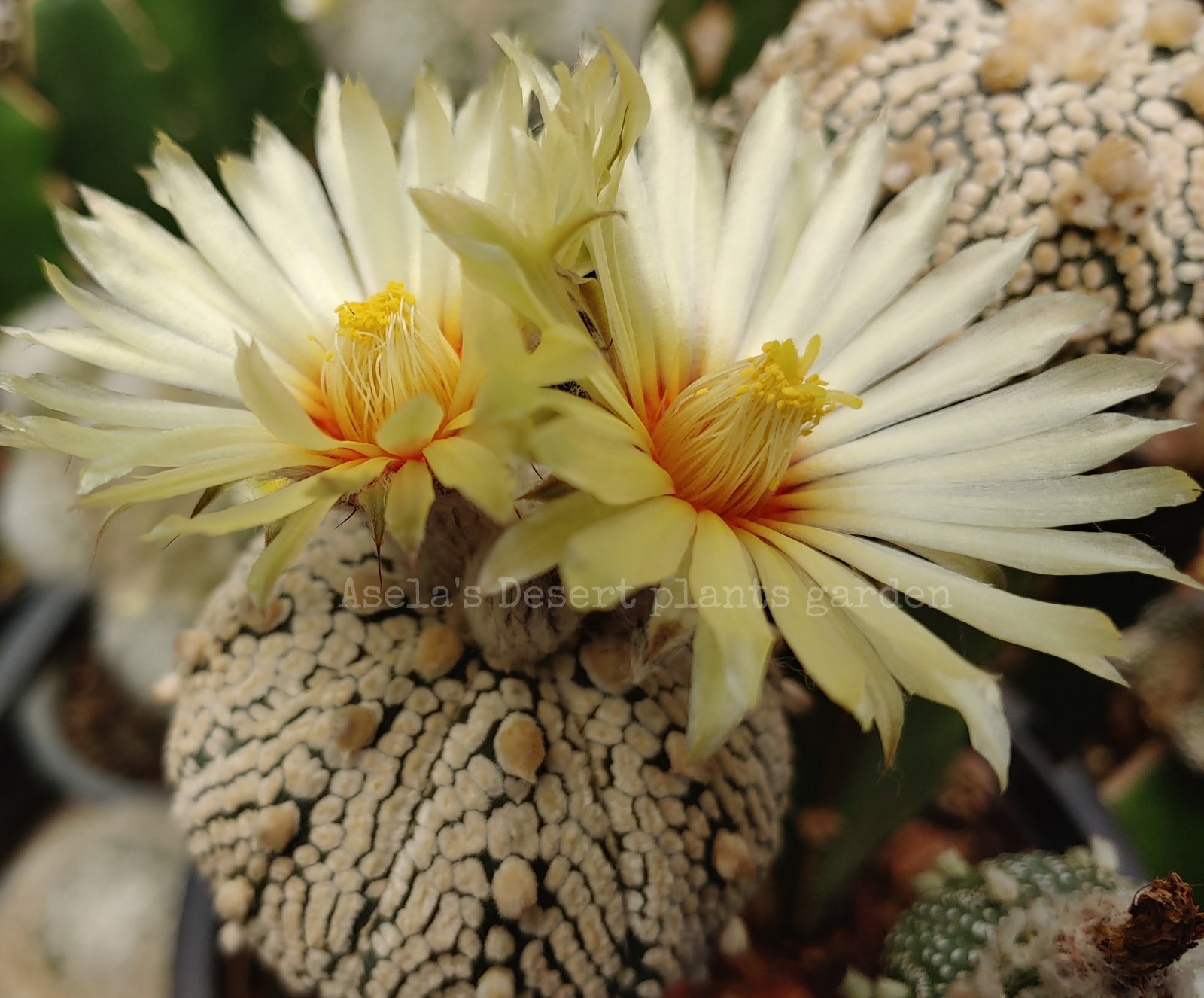 Astrophytum asterias super kabuto 25Seeds