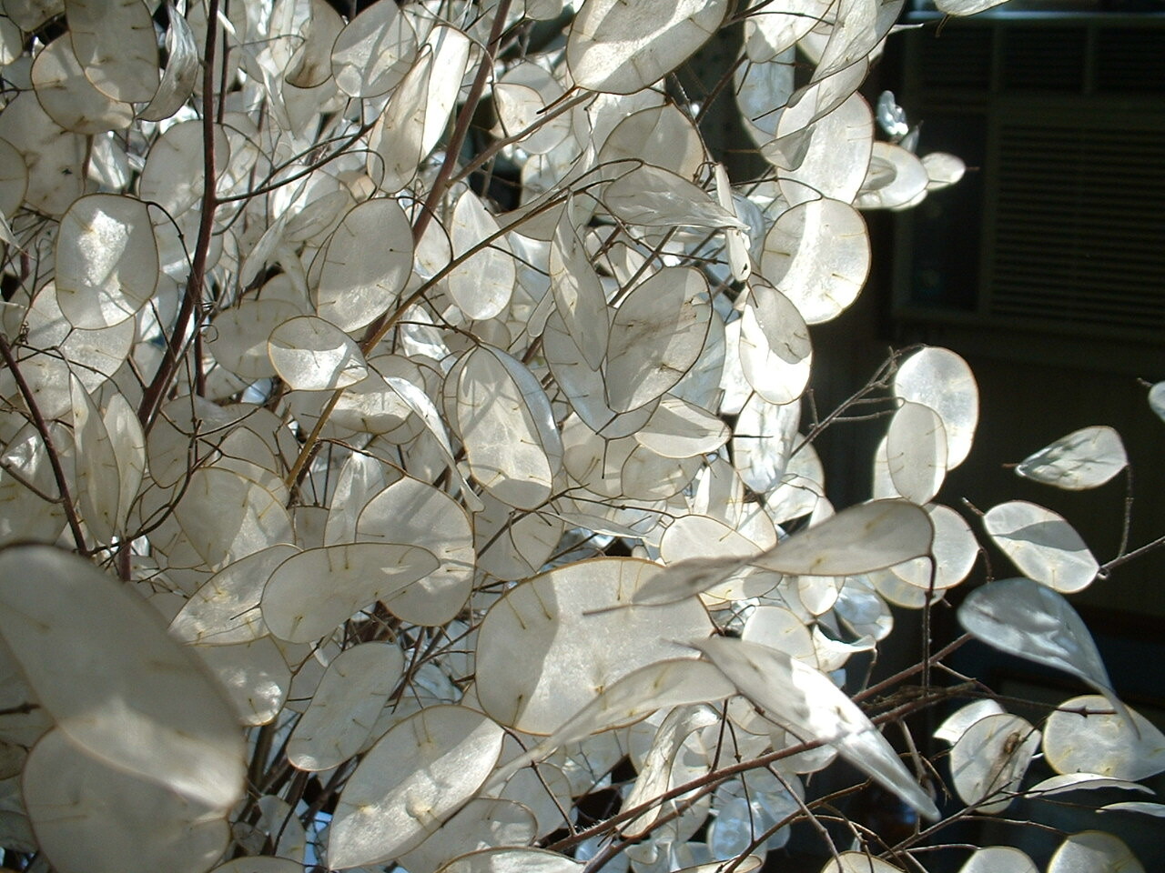 20 Dried Lunaria Moonwort Honesty Silver Dollar Money Plant Stems 8″-12″ ORGANIC