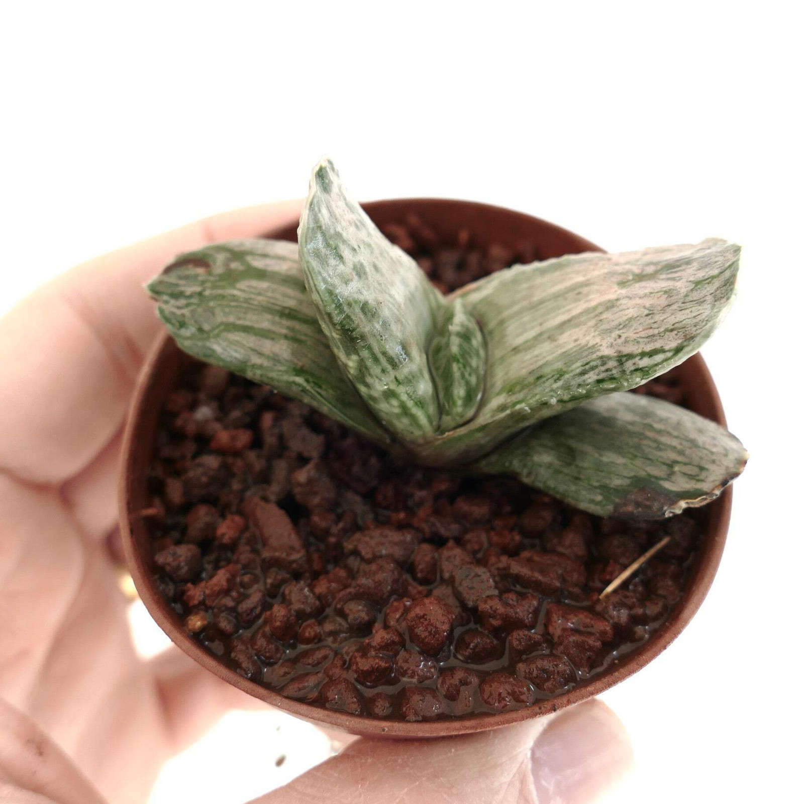 Gasteria marmorata ‘ARAISO EX-JAPAN’ x NO MATZU VARIEGATED – Marbled gasteria |