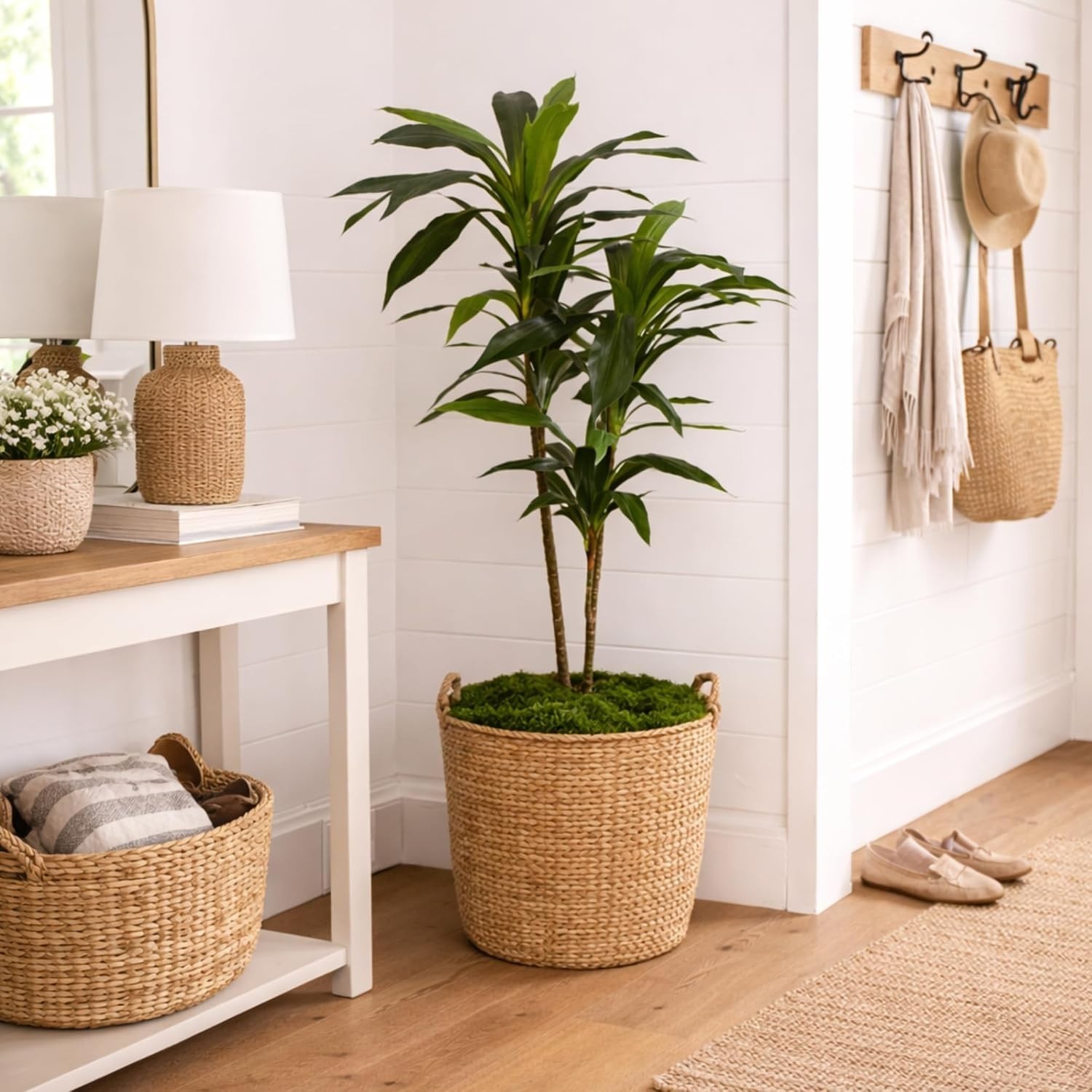 48in Artificial Dracaena Plant with Multi Tonal Trunks