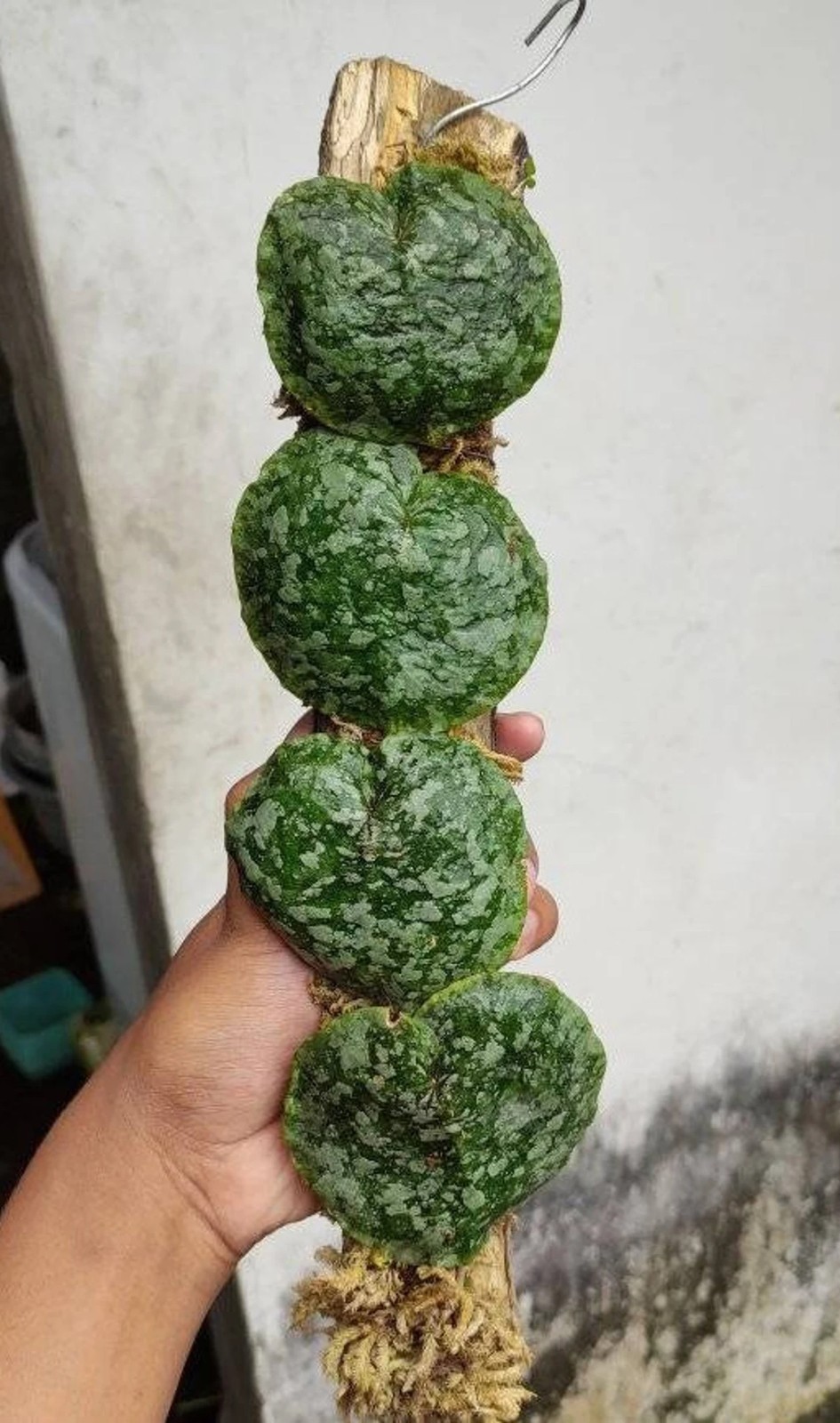 Real Picture Hoya Imbricata Green Rare Plant