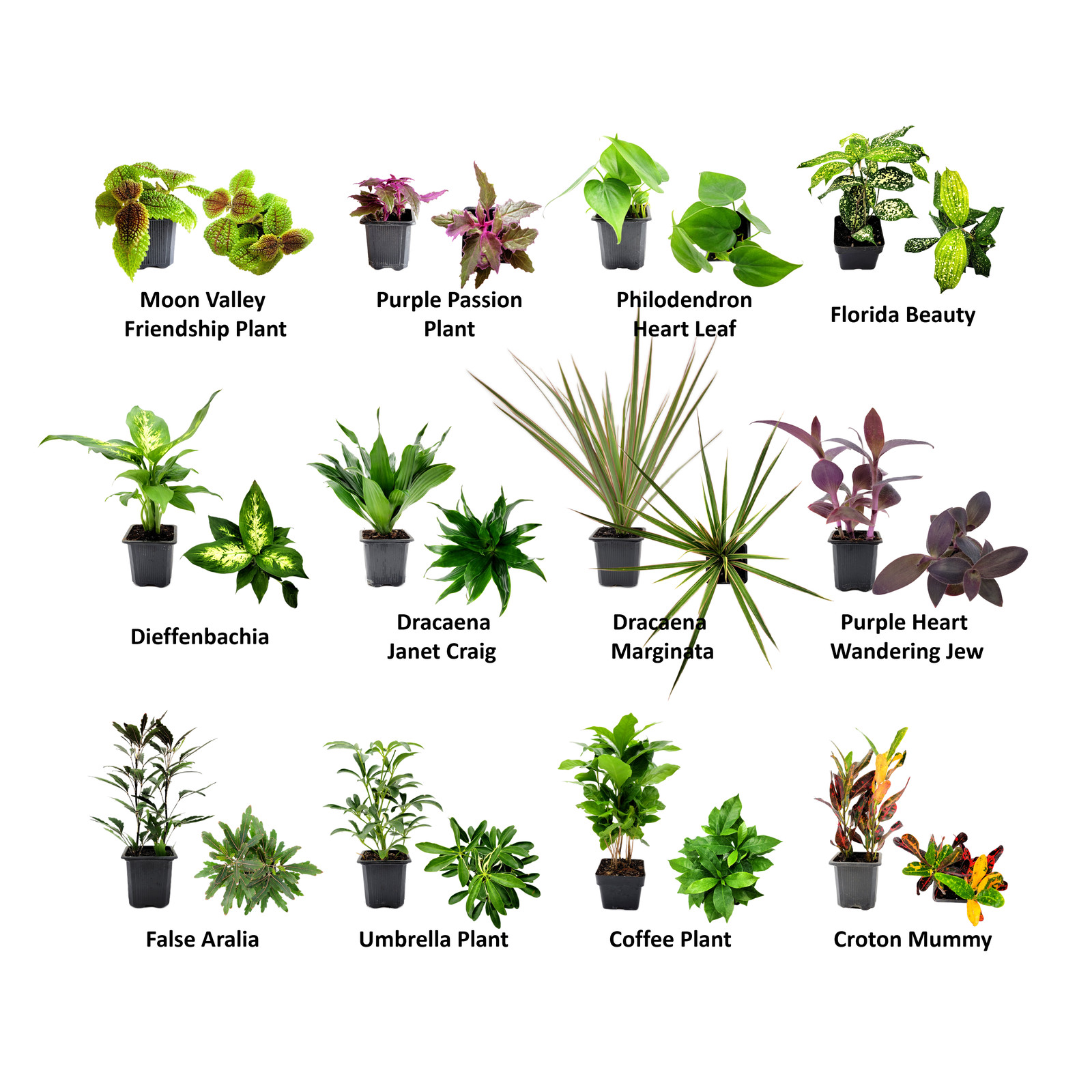 4PK 3”-Pot Live Plant Collection, No Duplicates for up to Four Packs (16 Plants)