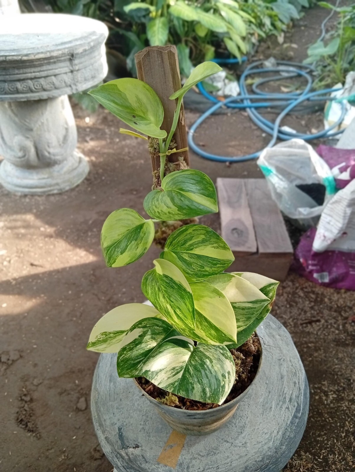 Real Picture Scindapsus Rubicon Variegated Rare Plant